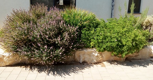 צמחי תבלין במסלעה צמחי תבלין במסלעה